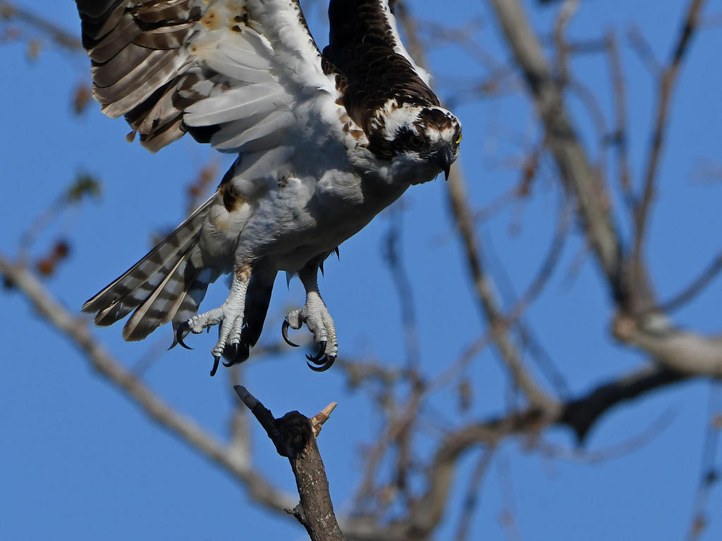 Osprey6.jpg