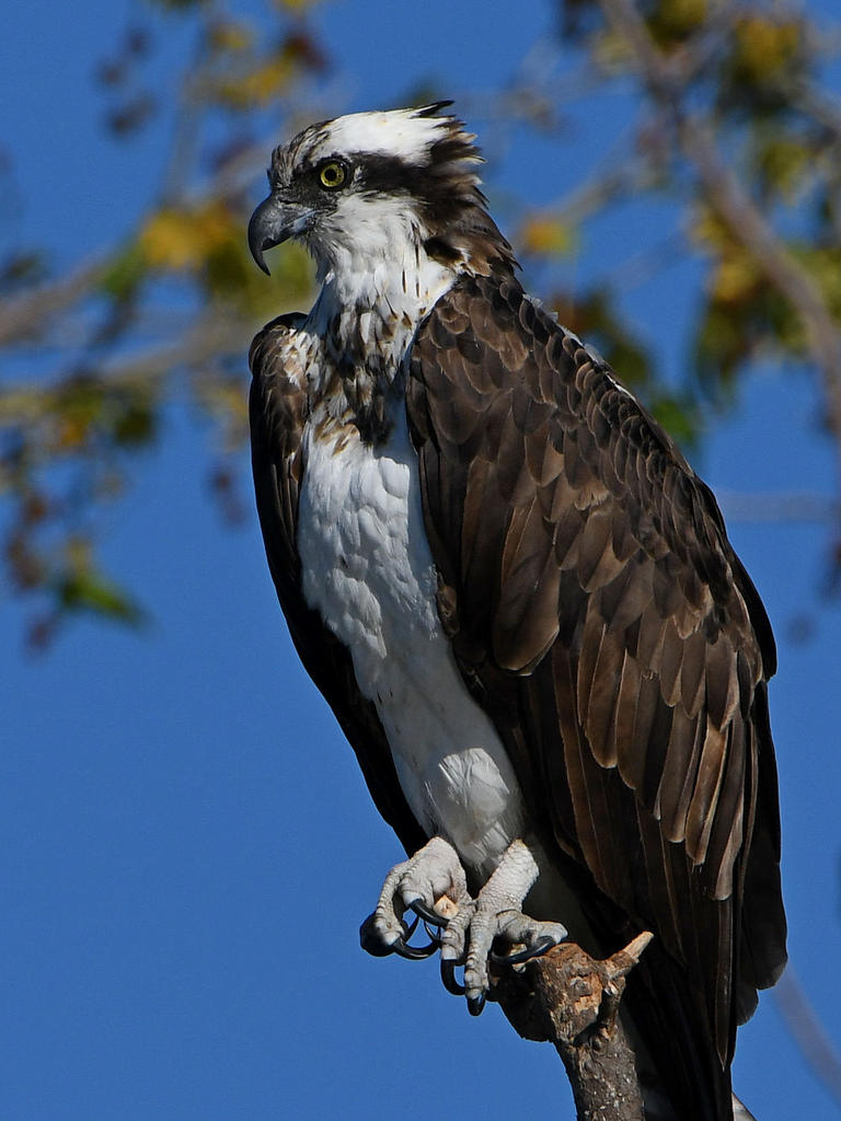 Osprey6.jpg