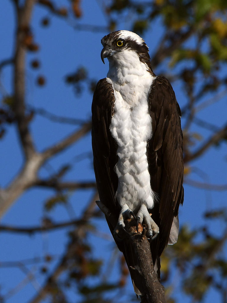 Osprey6.jpg