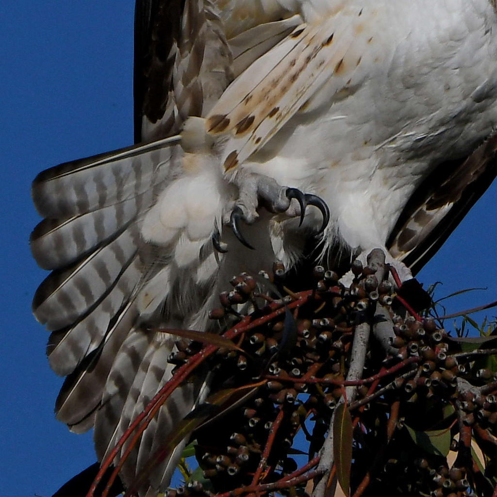 Osprey6.jpg