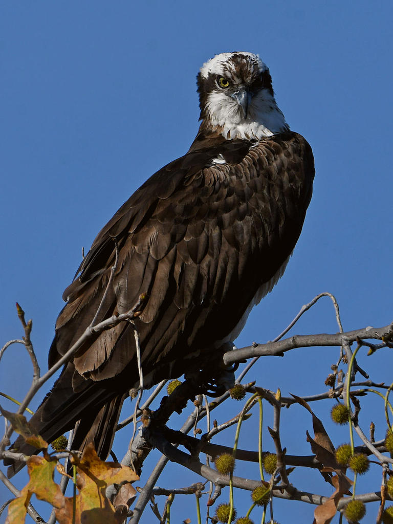 Osprey6.jpg