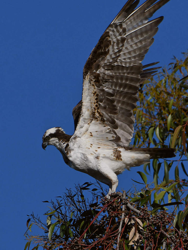 Osprey6.jpg