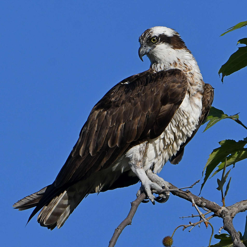 Osprey6.jpg