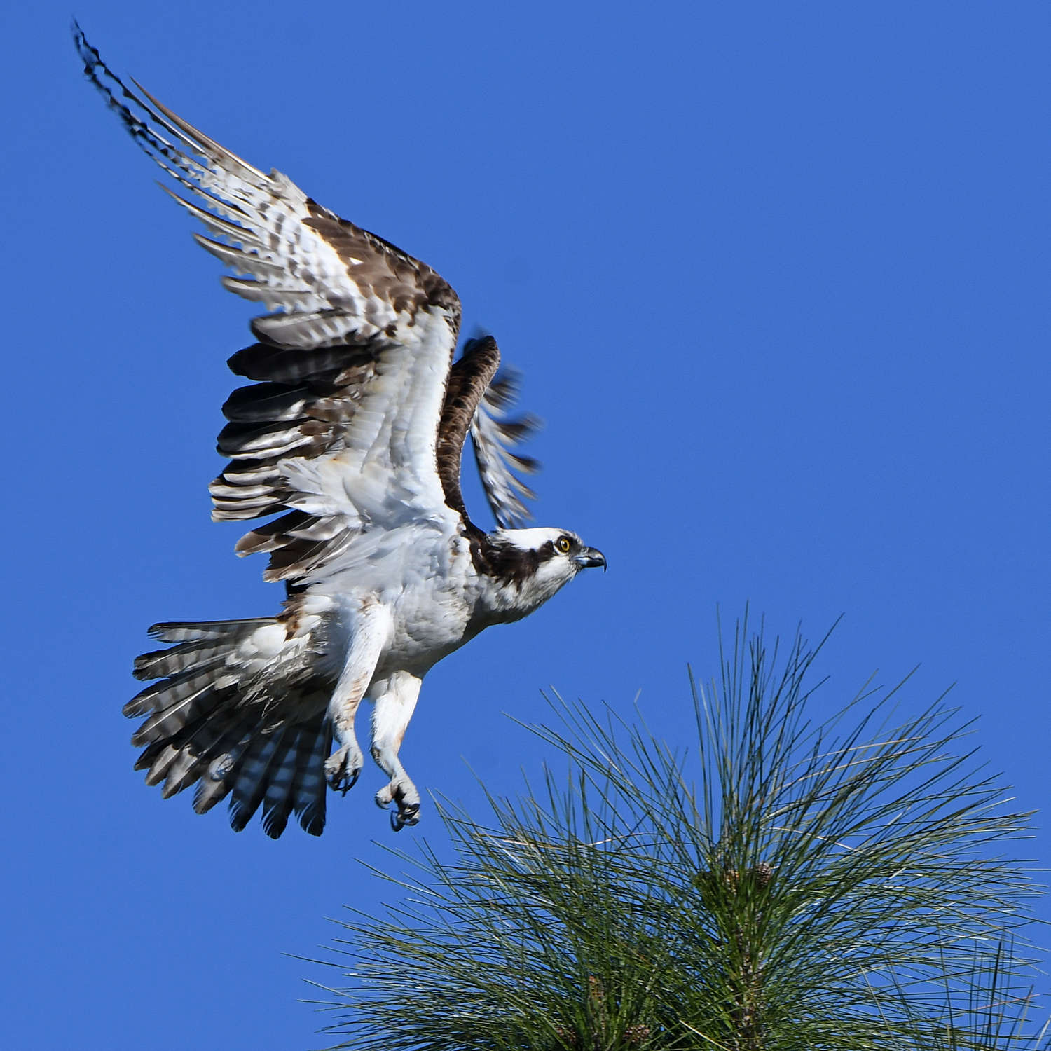 Osprey6.jpg