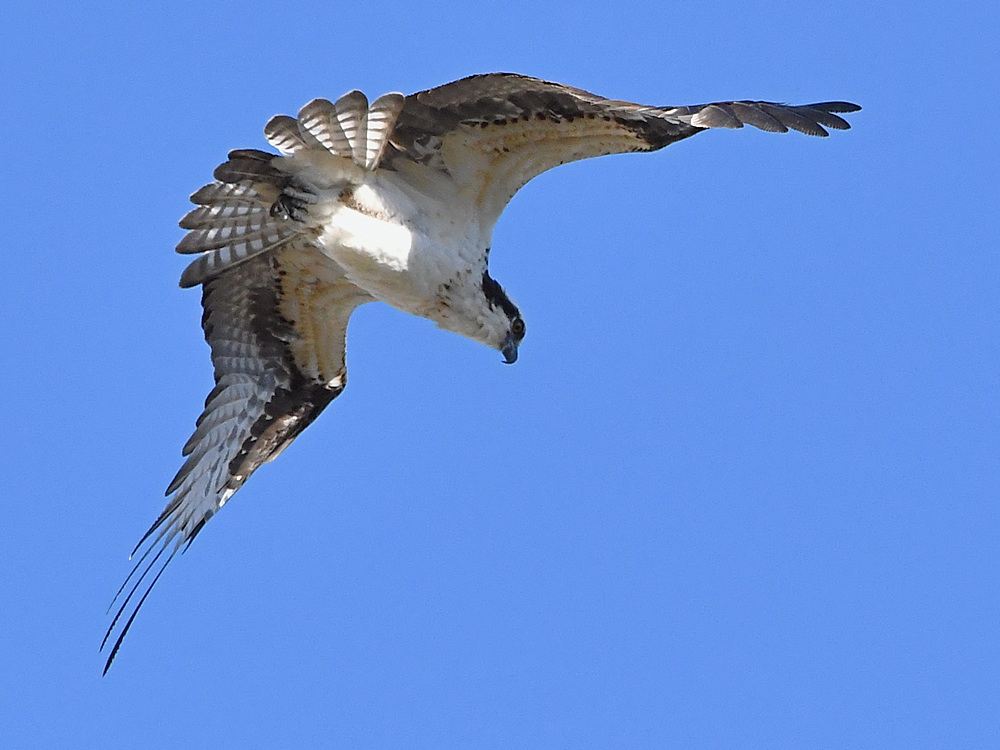 Osprey7.jpg