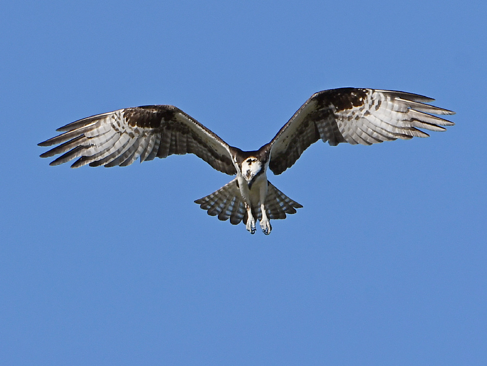Osprey7.jpg