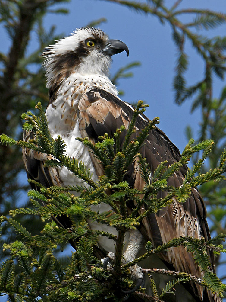 Osprey7.jpg