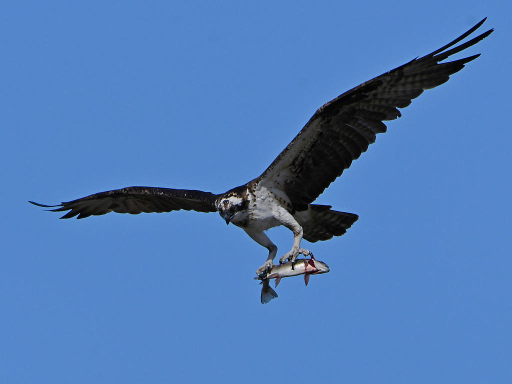Osprey7.jpg