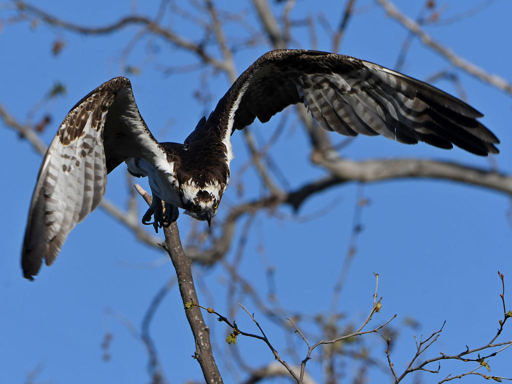 Osprey7.jpg