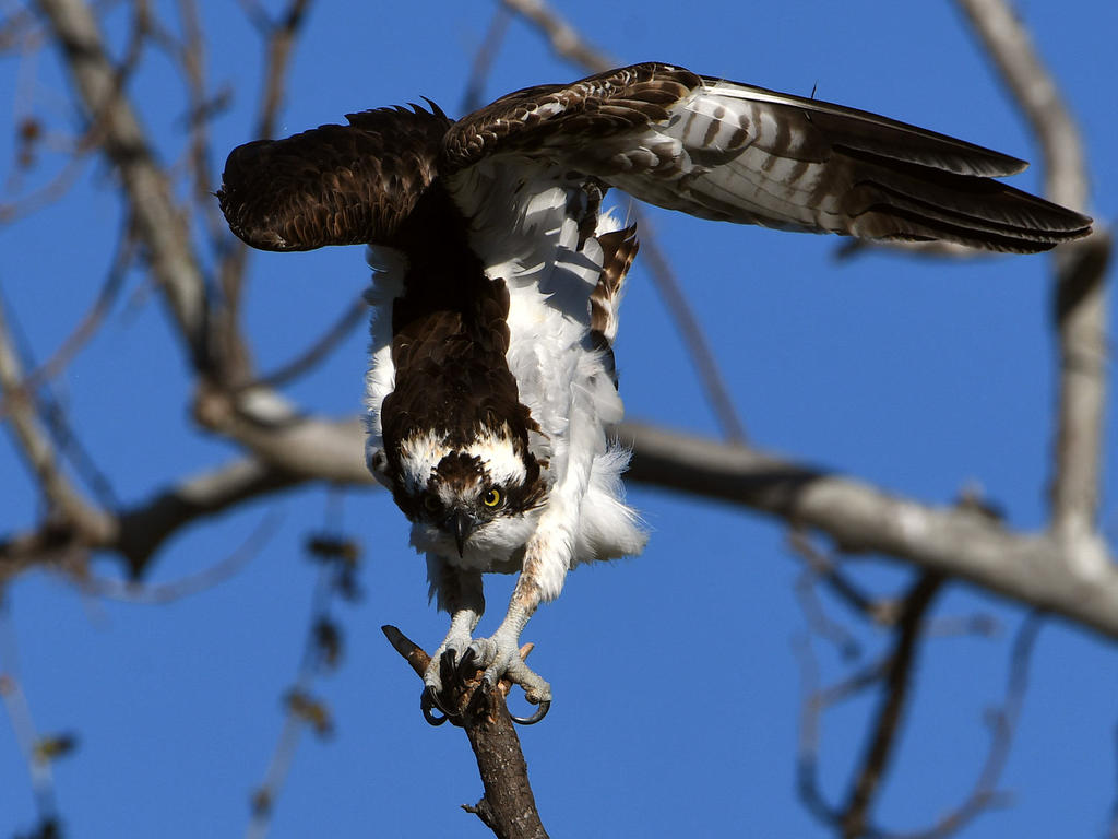 Osprey7.jpg
