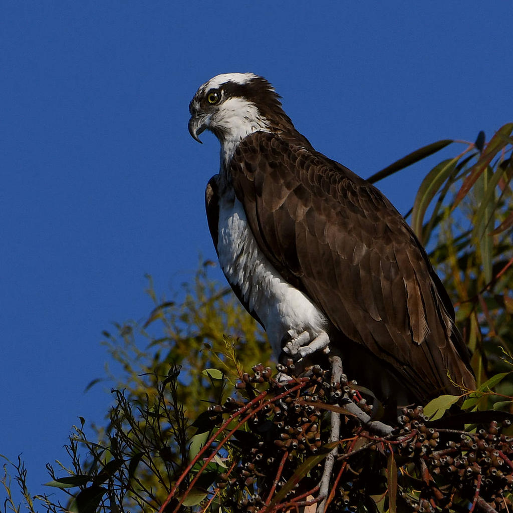 Osprey7.jpg