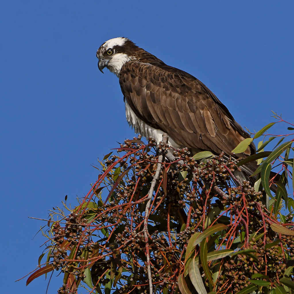 Osprey7.jpg