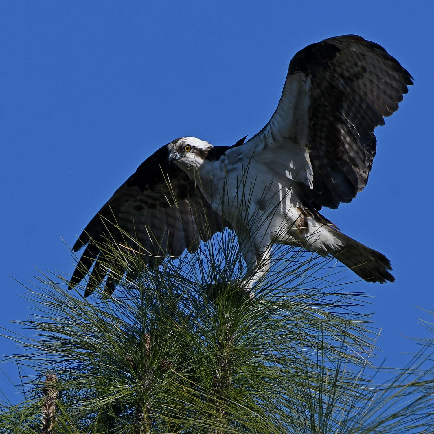 Osprey7.jpg