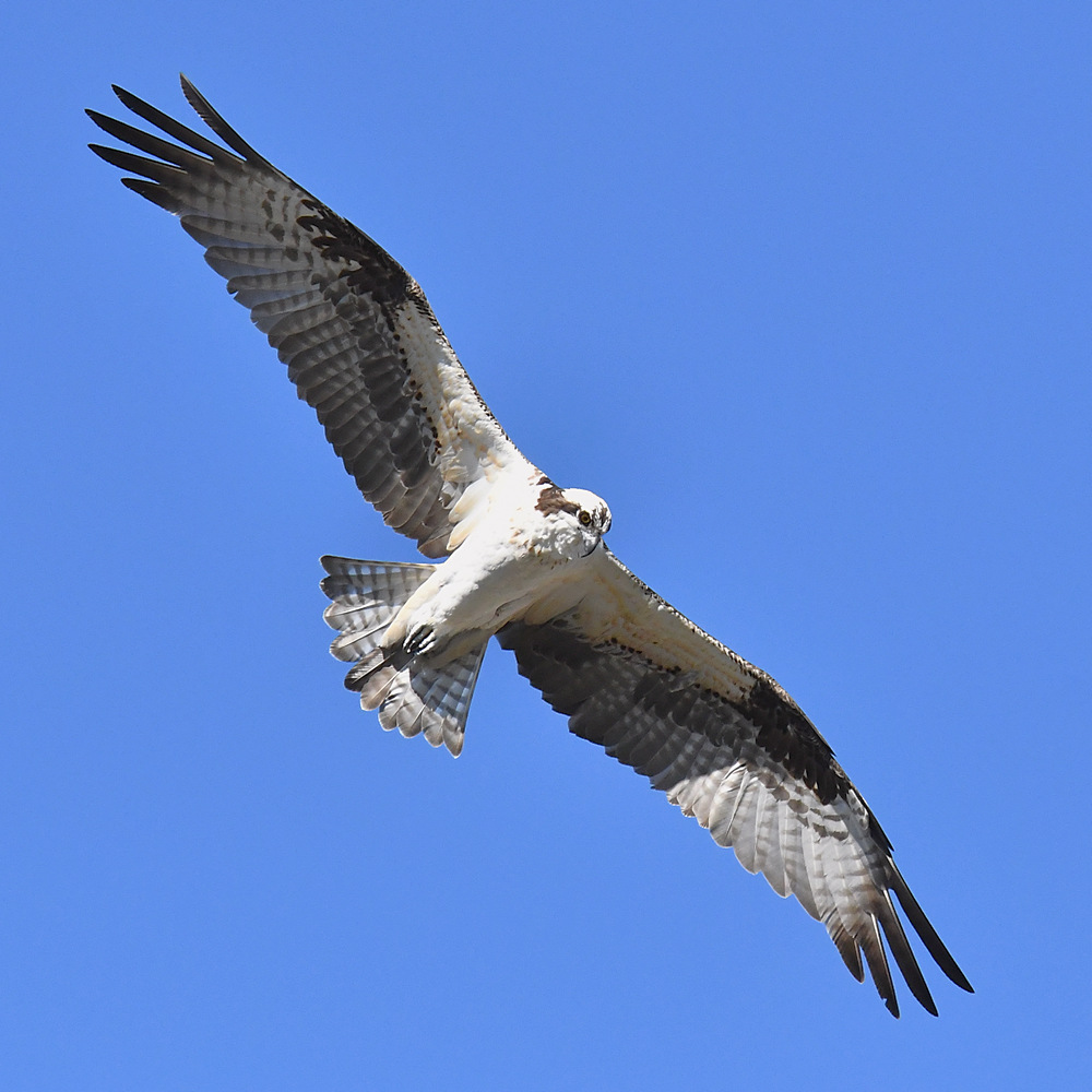 Osprey8.jpg