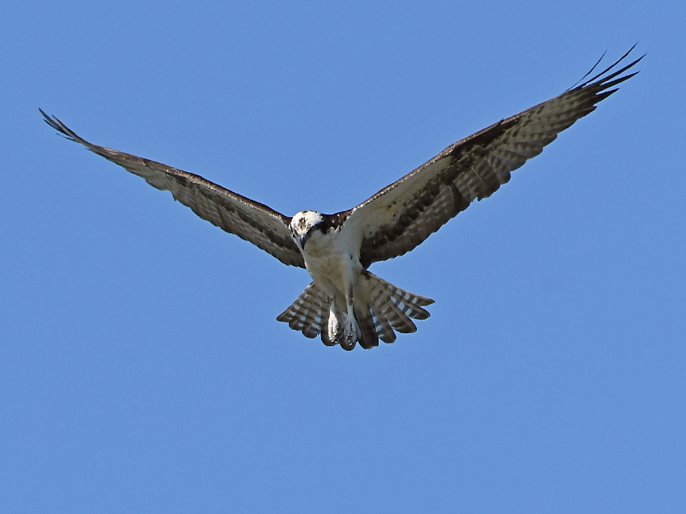 Osprey8.jpg