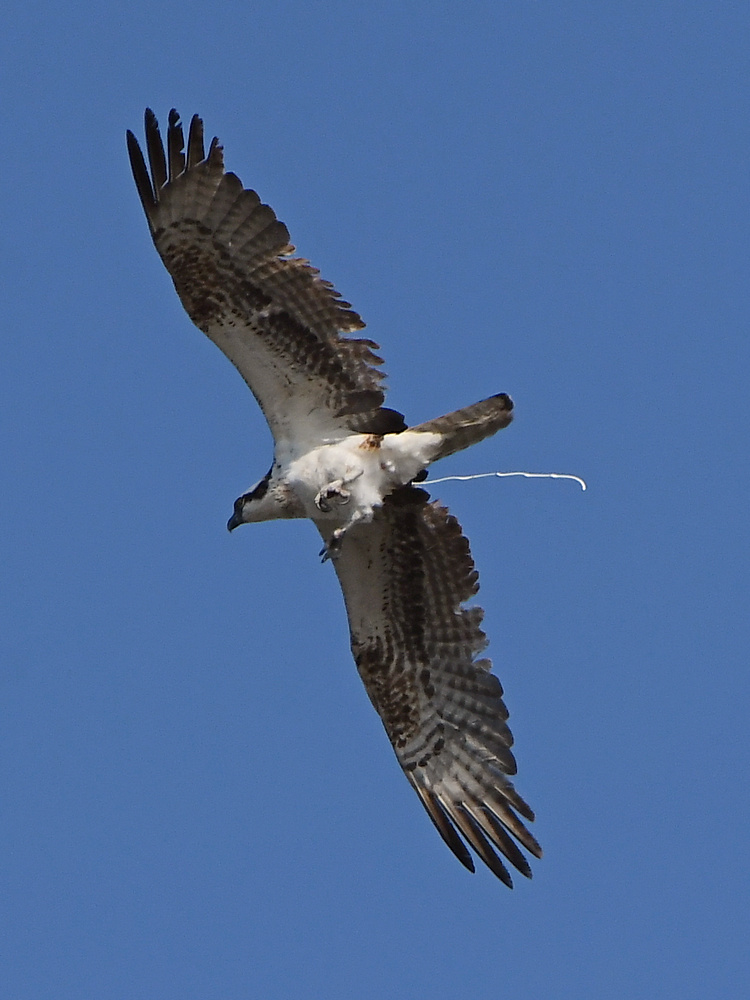 Osprey8.jpg