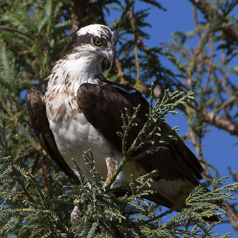 Osprey8.jpg