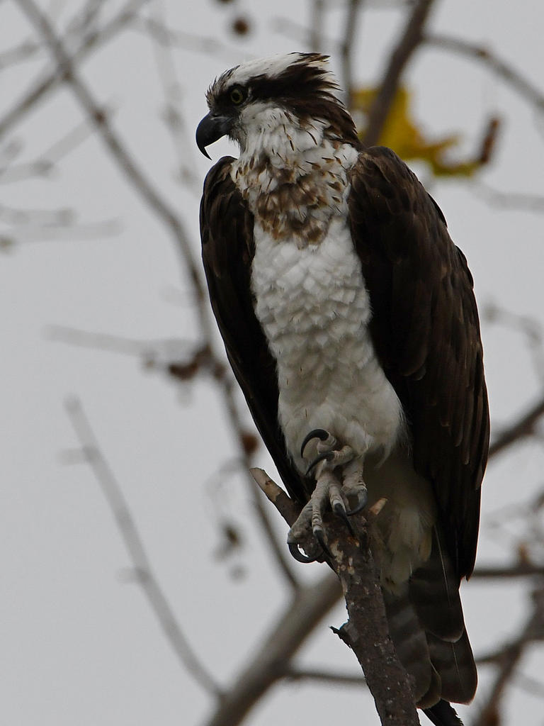 Osprey8.jpg