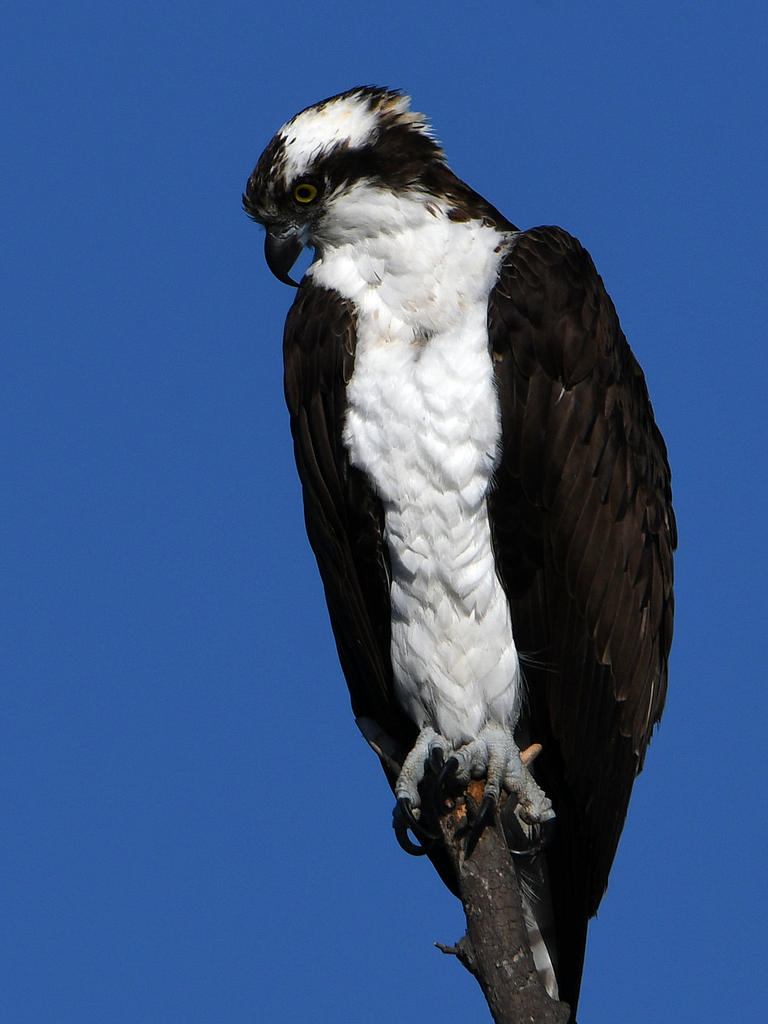 Osprey8.jpg