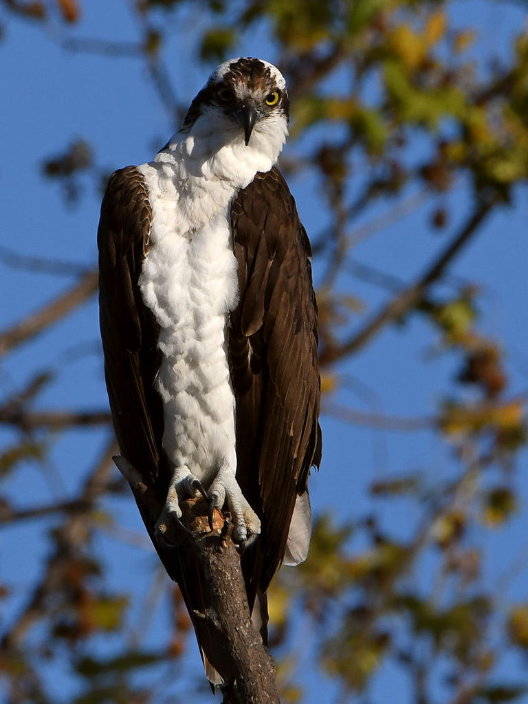 Osprey8.jpg