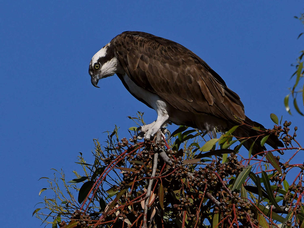Osprey8.jpg