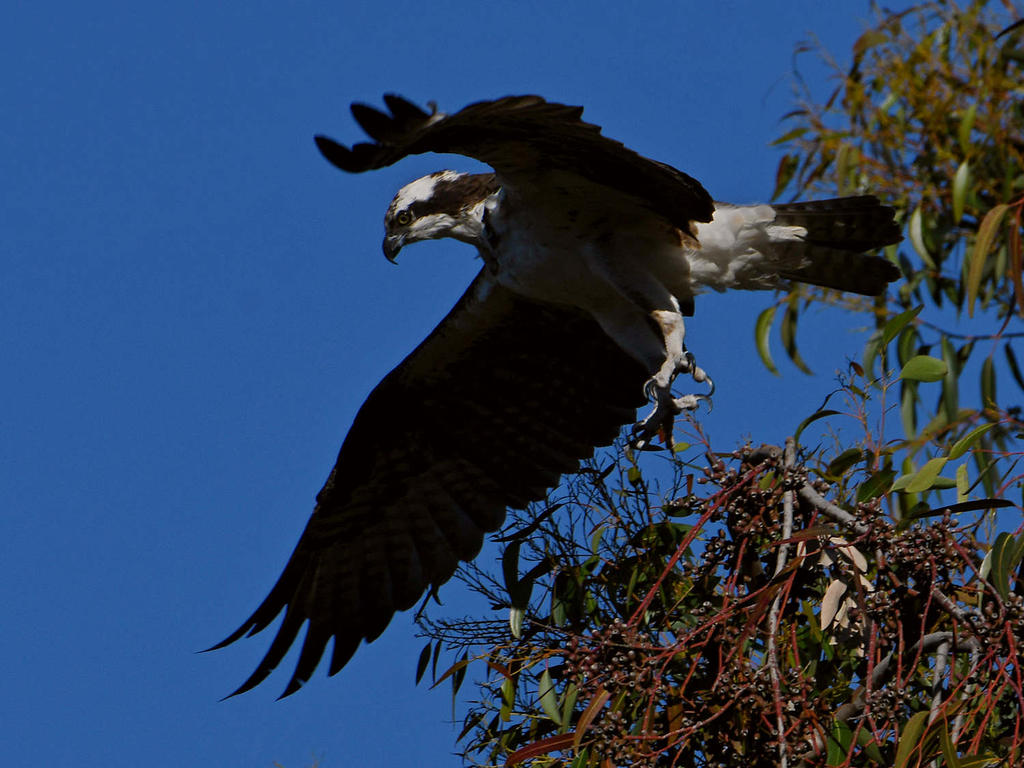 Osprey8.jpg