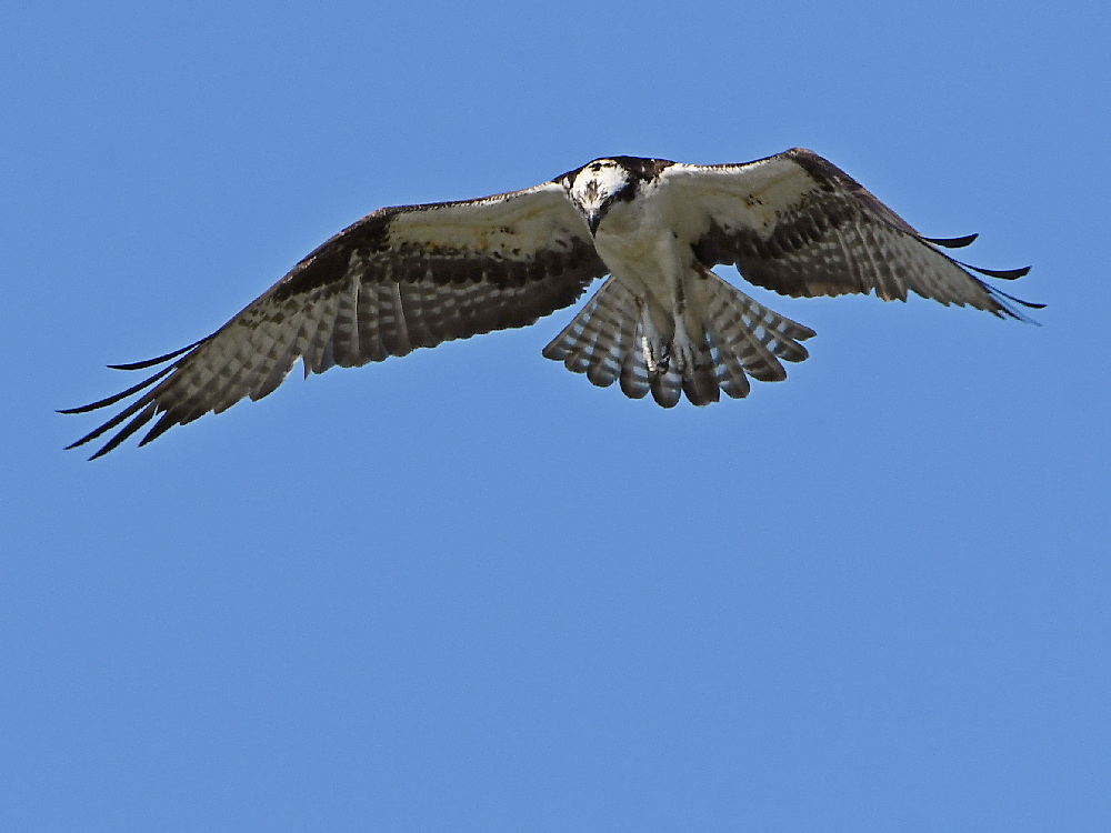 Osprey9.jpg
