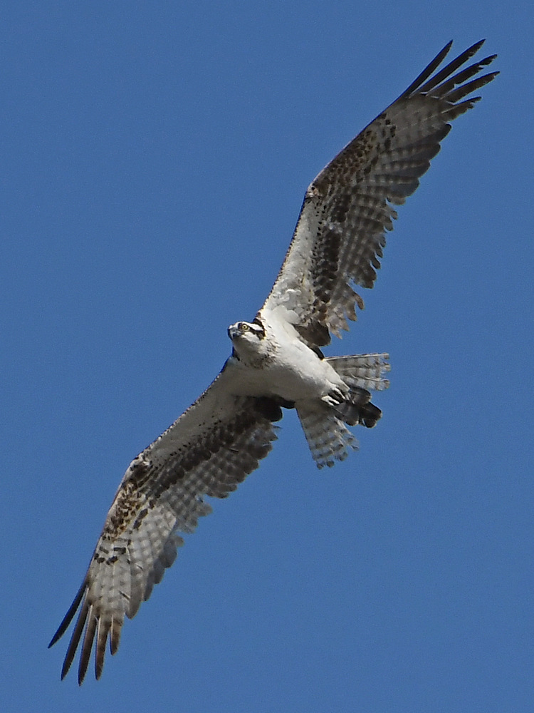 Osprey9.jpg