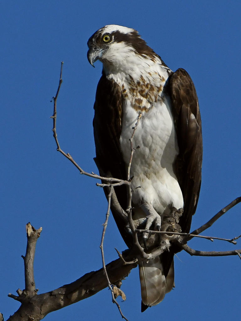Osprey9.jpg