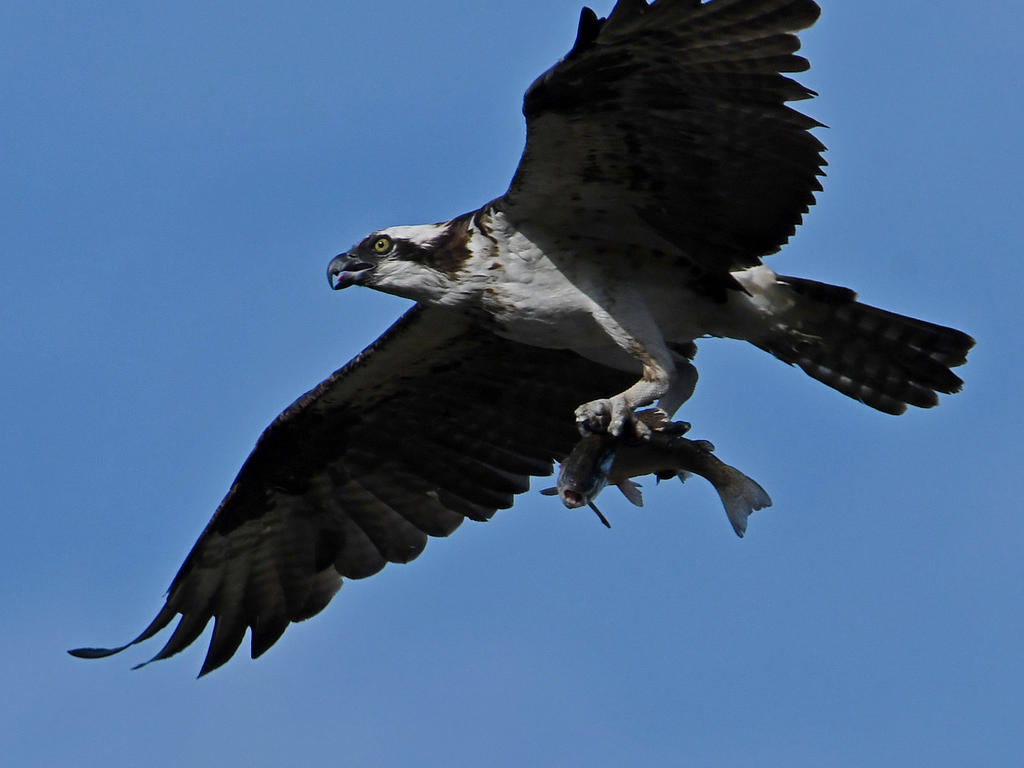 Osprey9.jpg