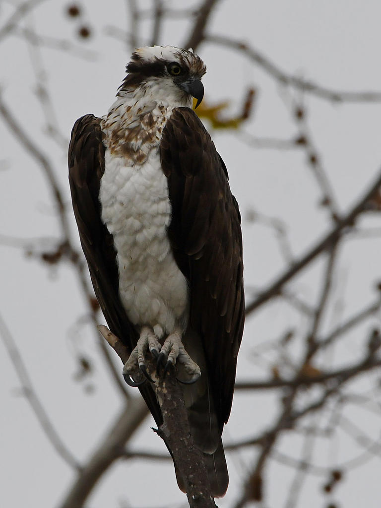 Osprey9.jpg