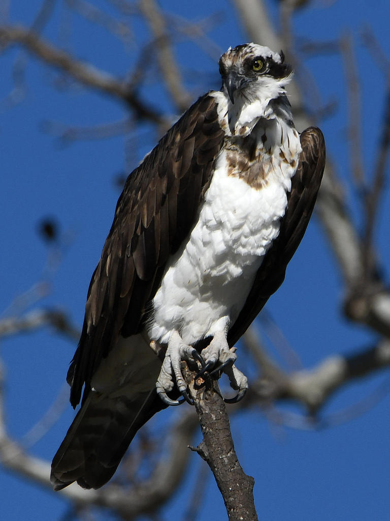 Osprey9.jpg
