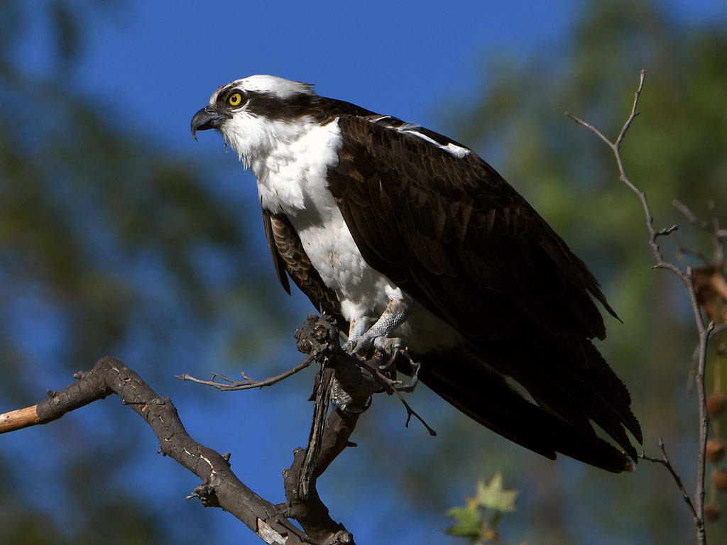 Osprey9.jpg
