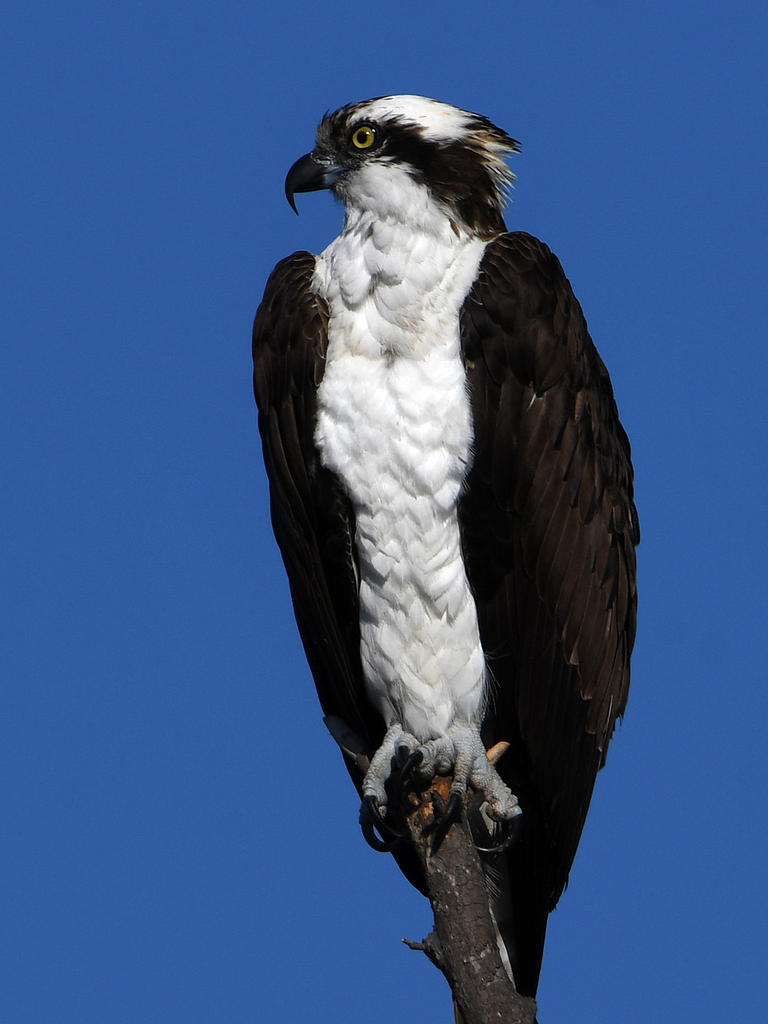 Osprey9.jpg