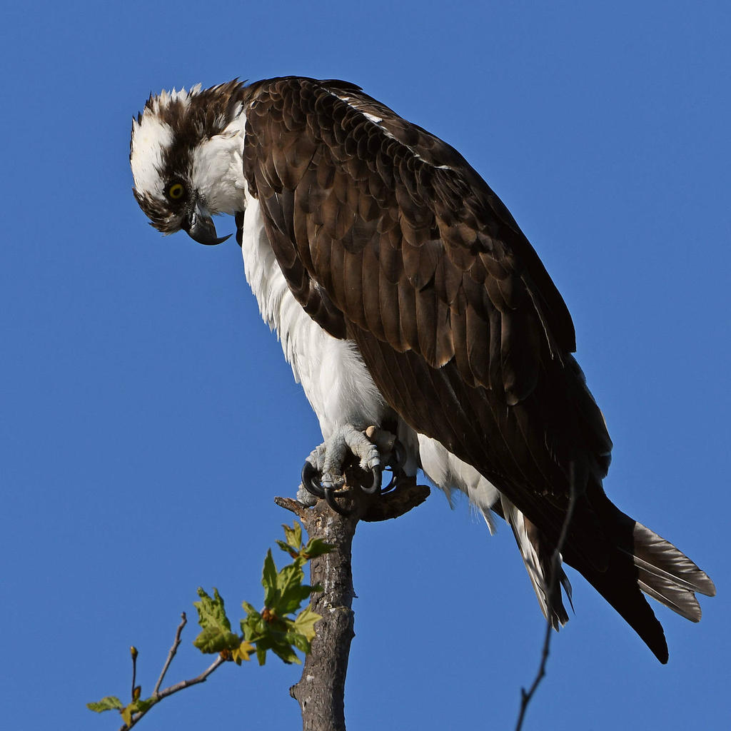Osprey9.jpg
