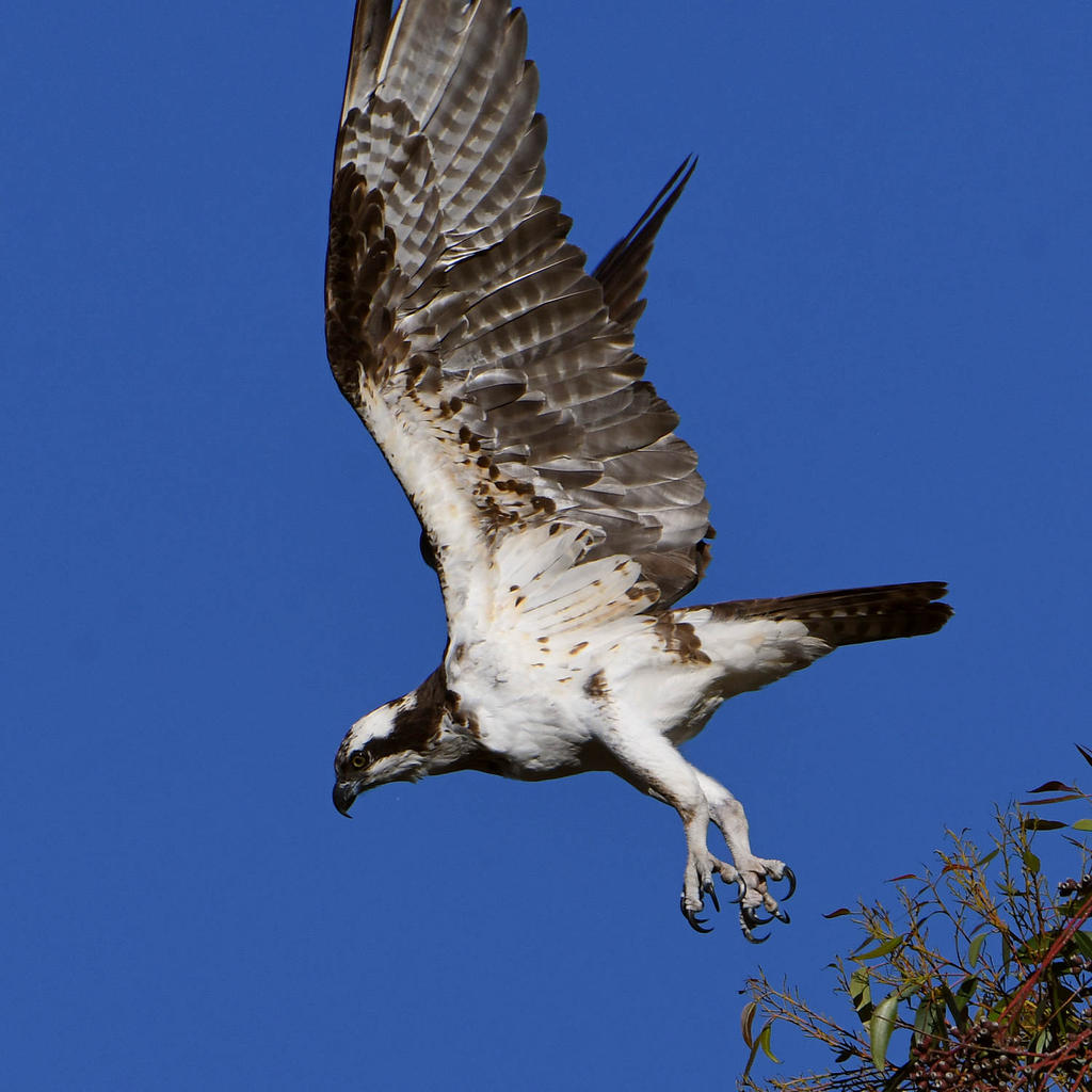 Osprey9.jpg