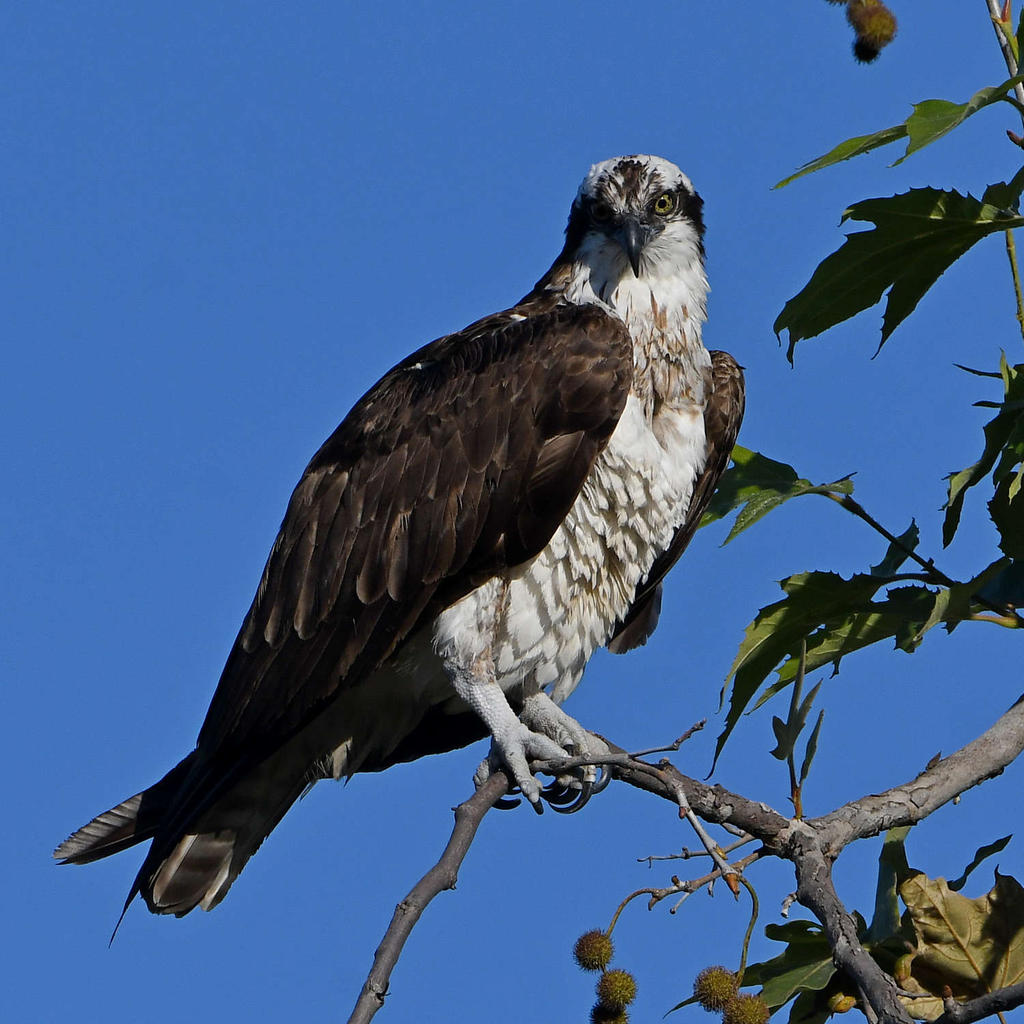 Osprey9.jpg