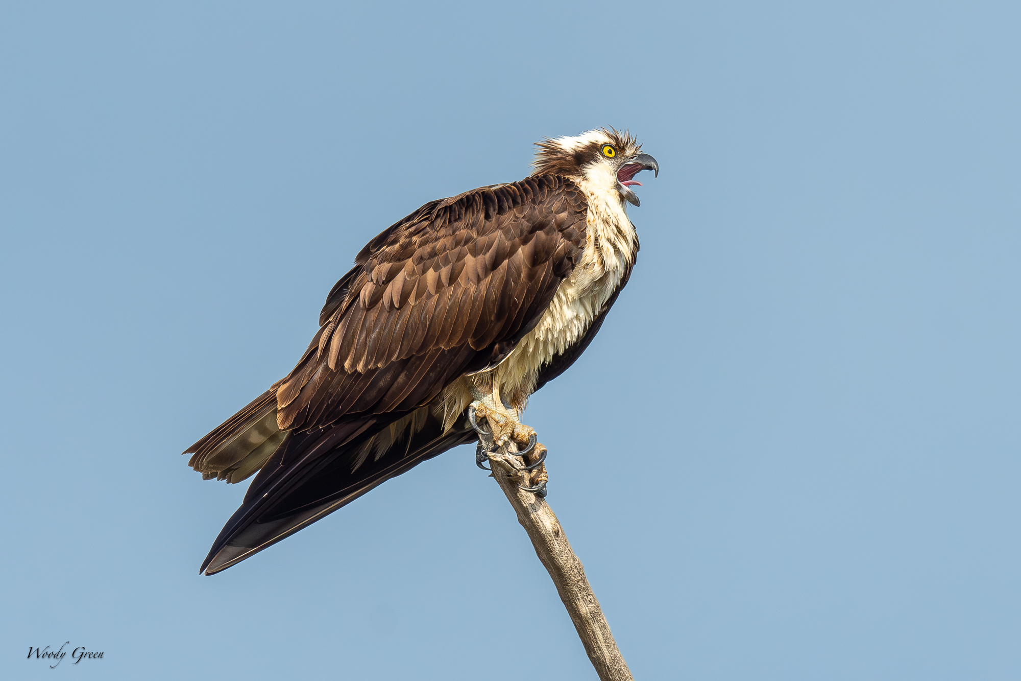 OspreyCall-680.jpg