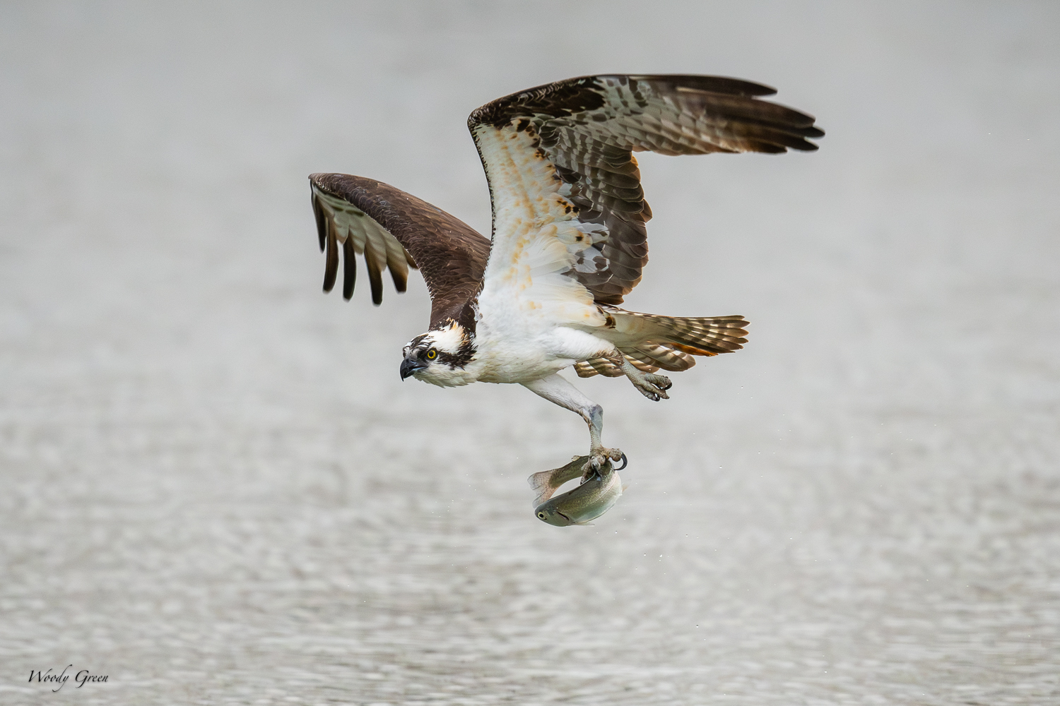 OspreyCatch-565.jpg