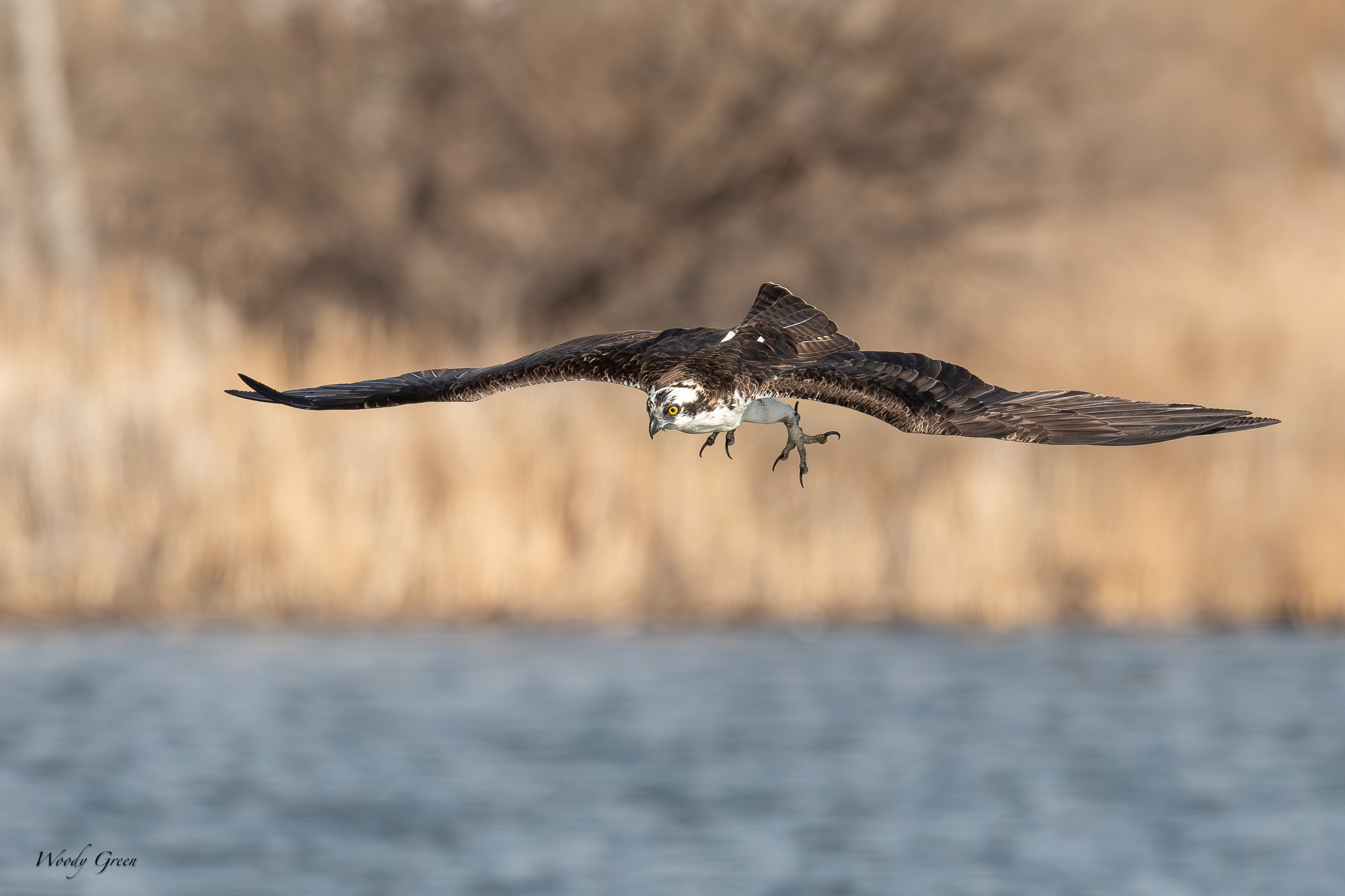 OspreyCatchSeries-80.jpg