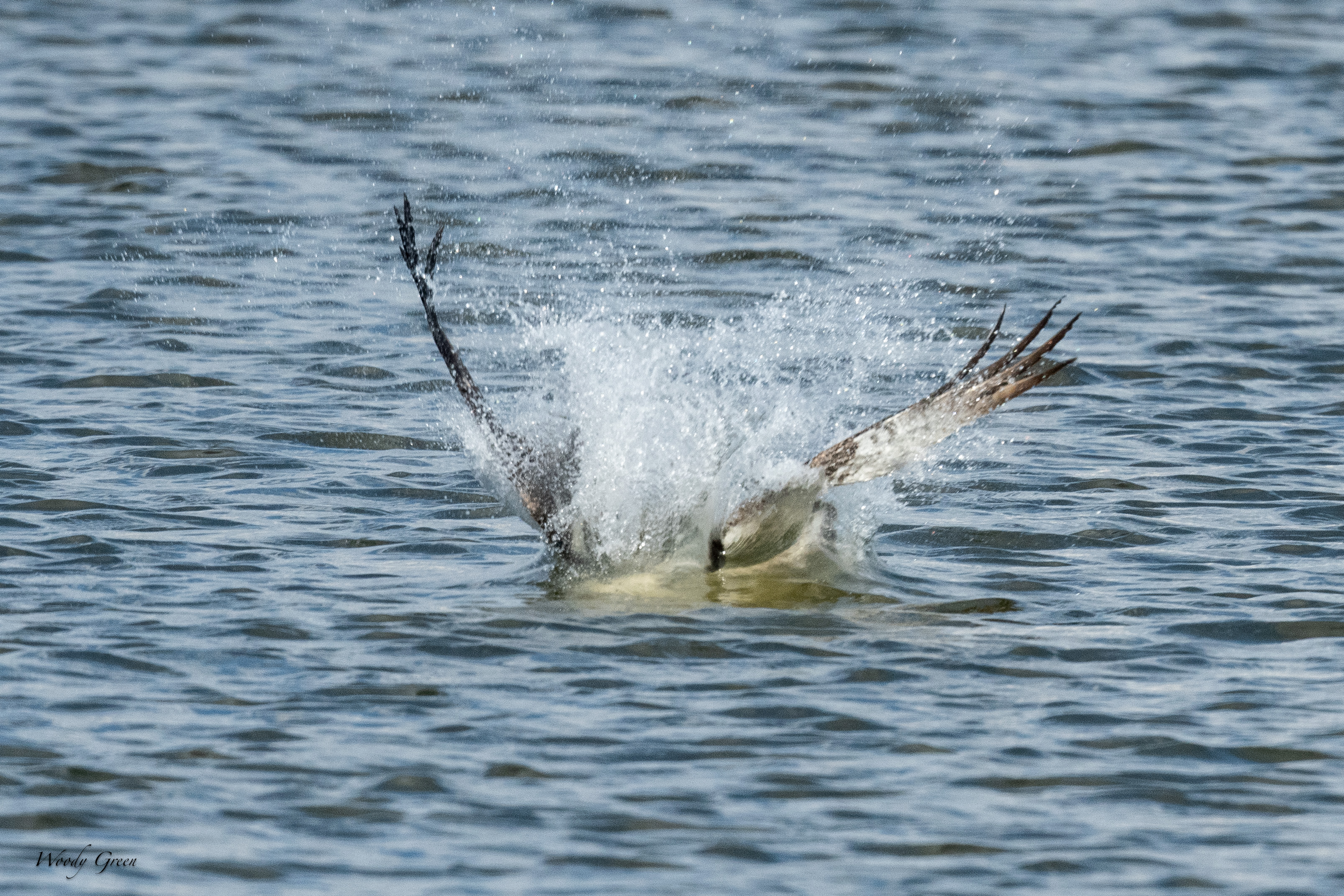 OspreyCatchSeries-82.jpg