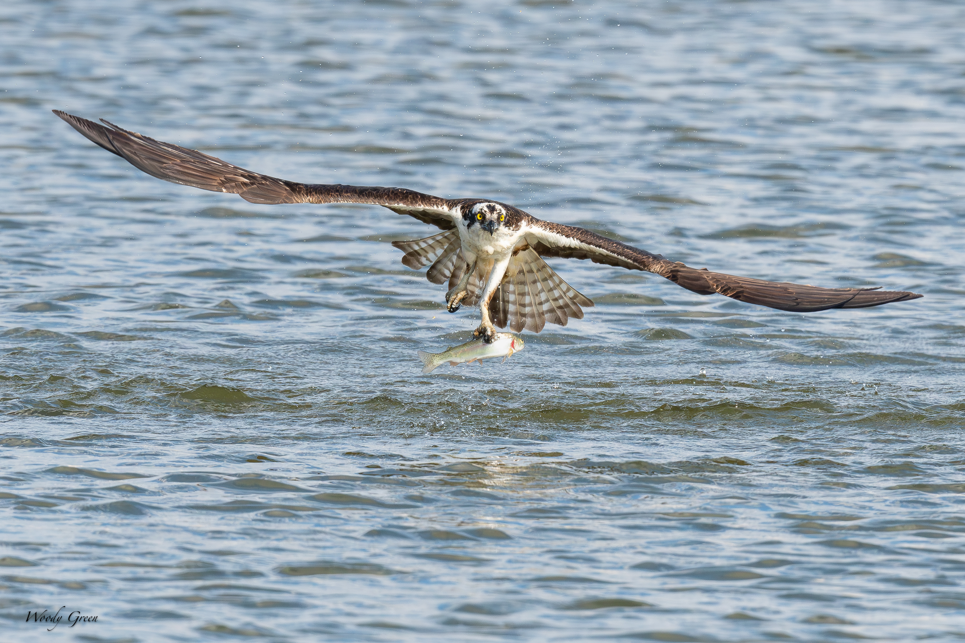 OspreyCatchSeries-84.jpg