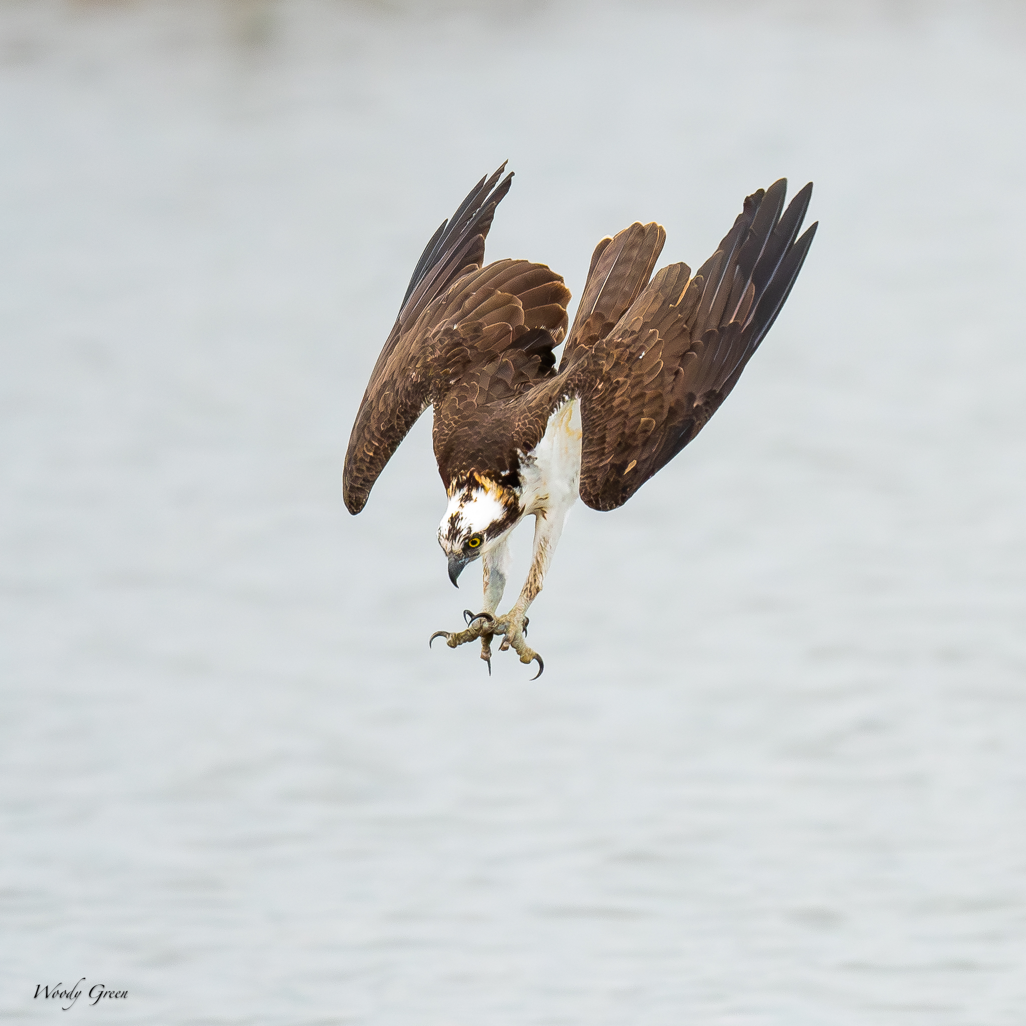 OspreyDiveCatch-67.jpg