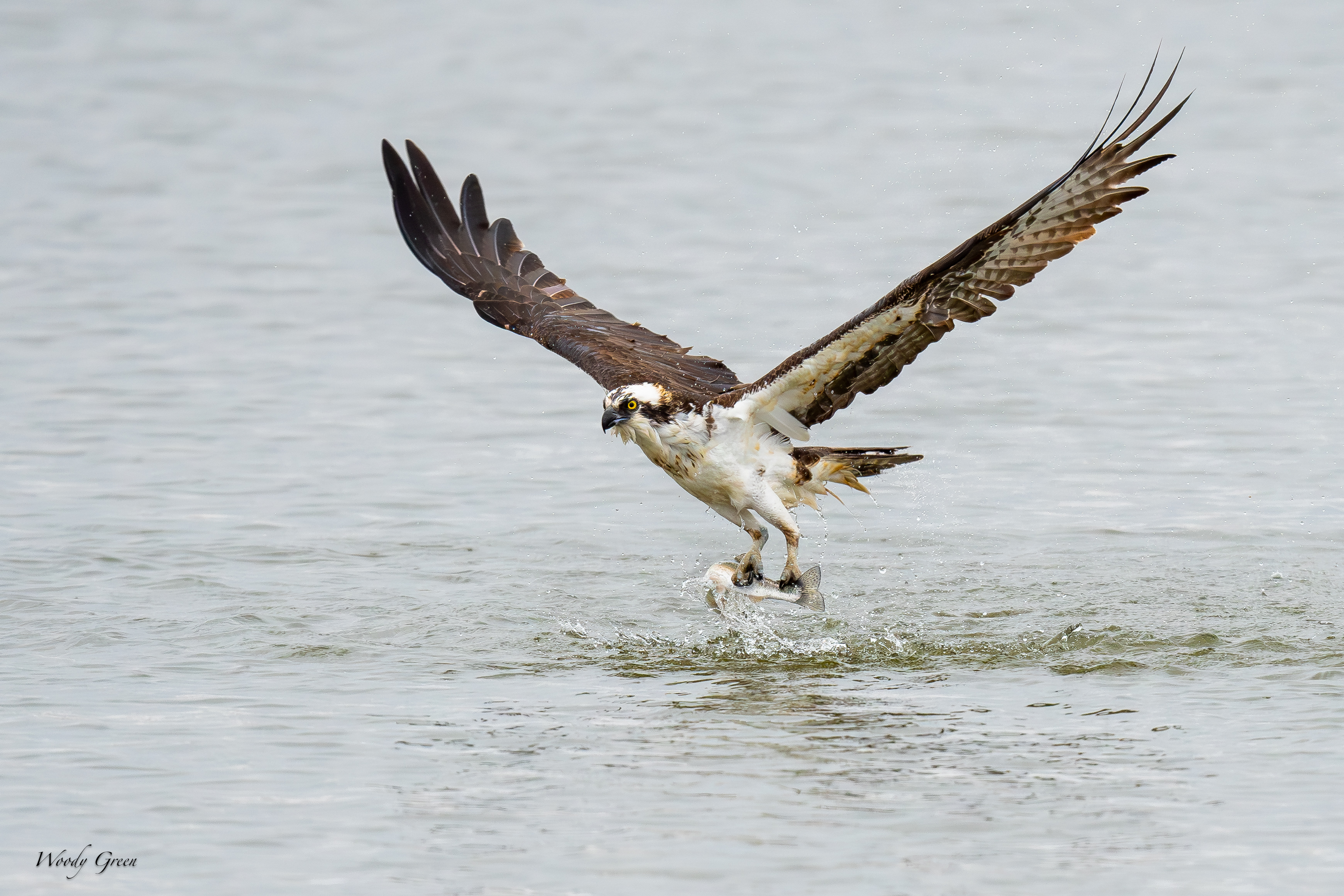 OspreyDiveCatch-68.jpg