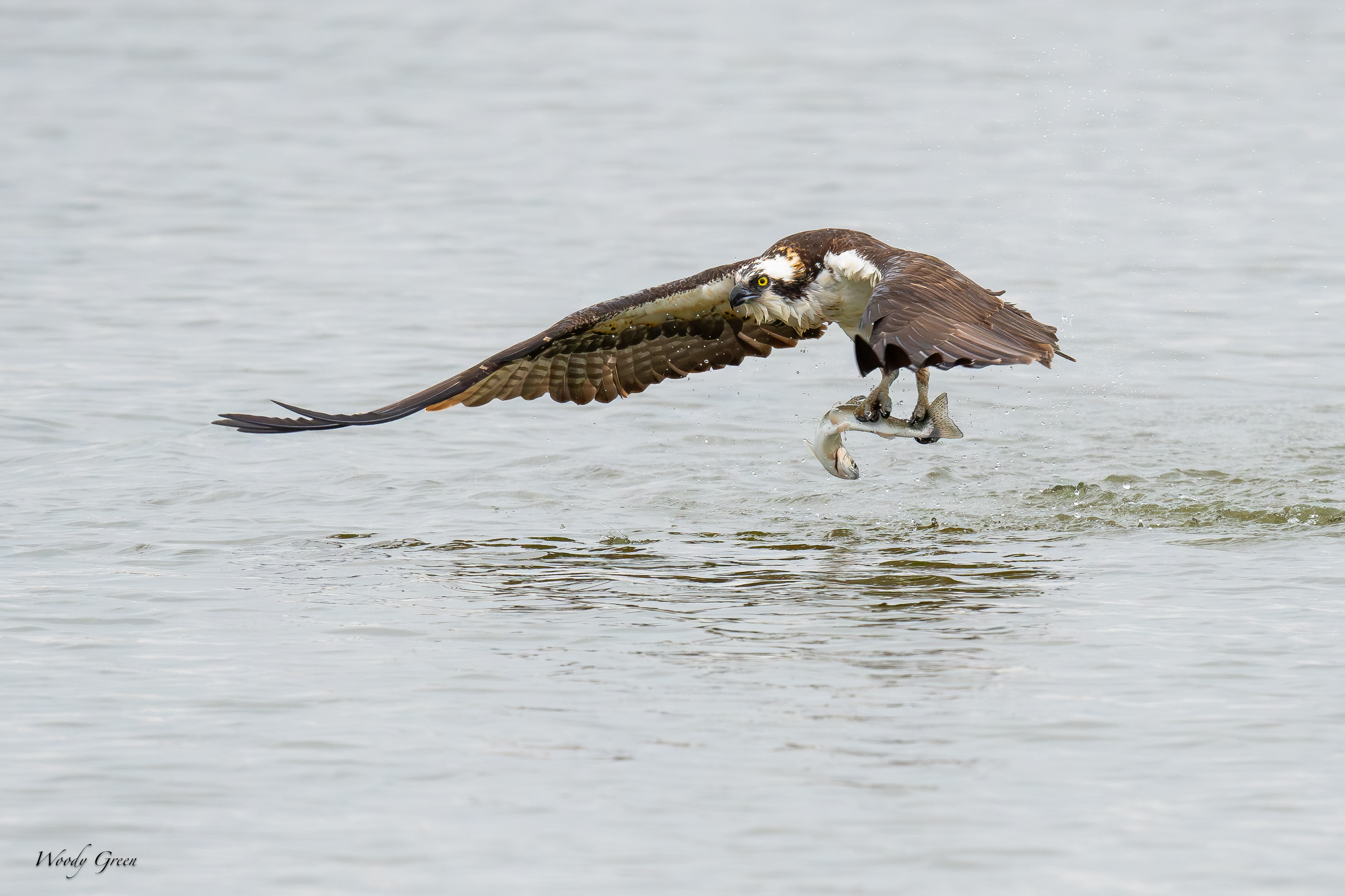 OspreyDiveCatch-69.jpg