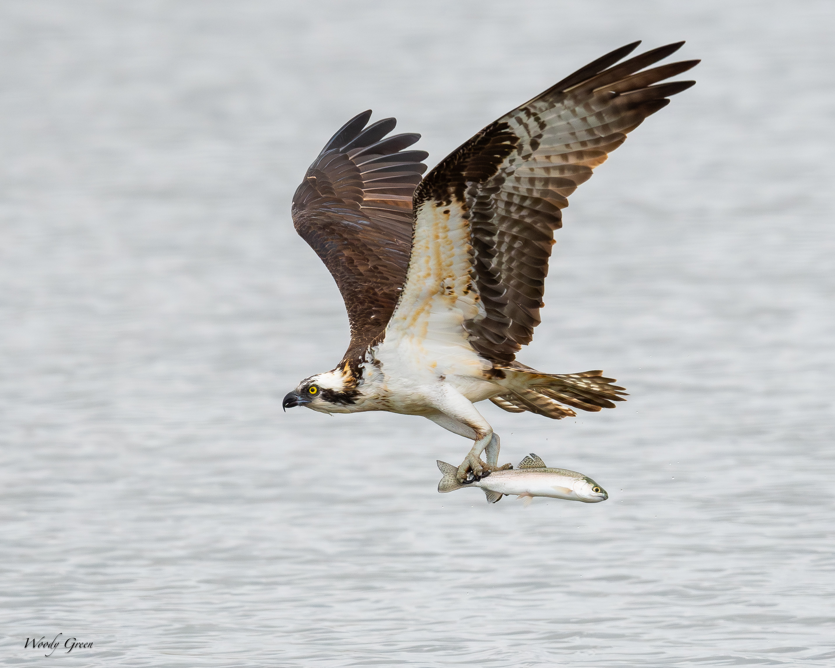 OspreyDiveCatch-72.jpg