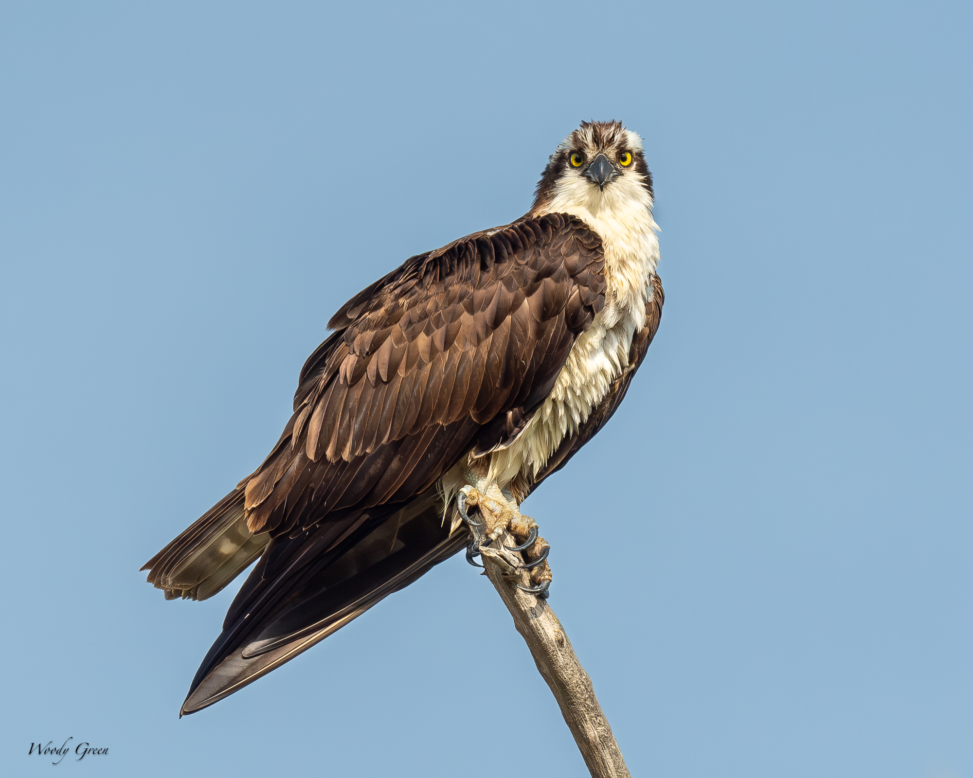 OspreyEyes-680.jpg