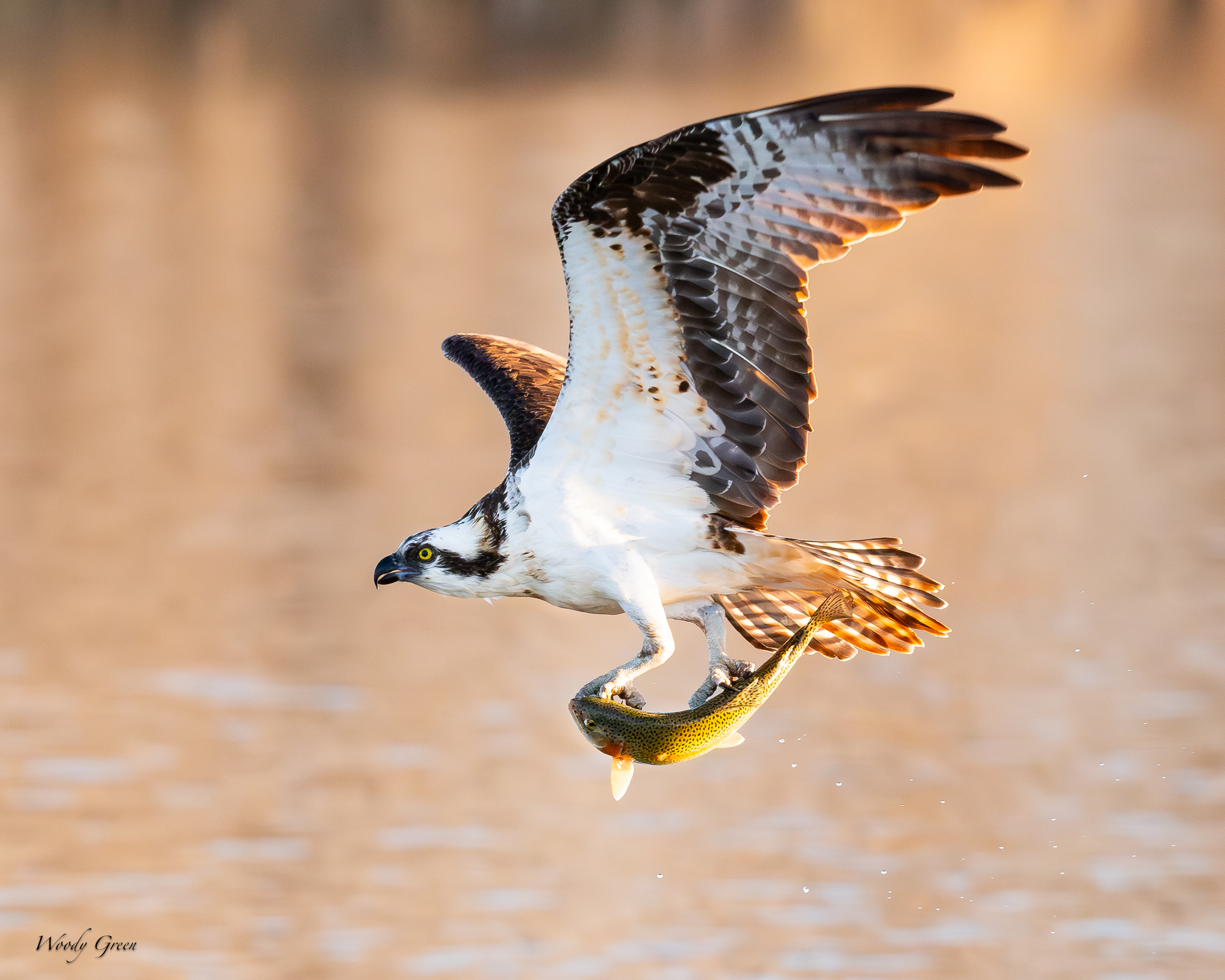 OspreyFish-344.jpg