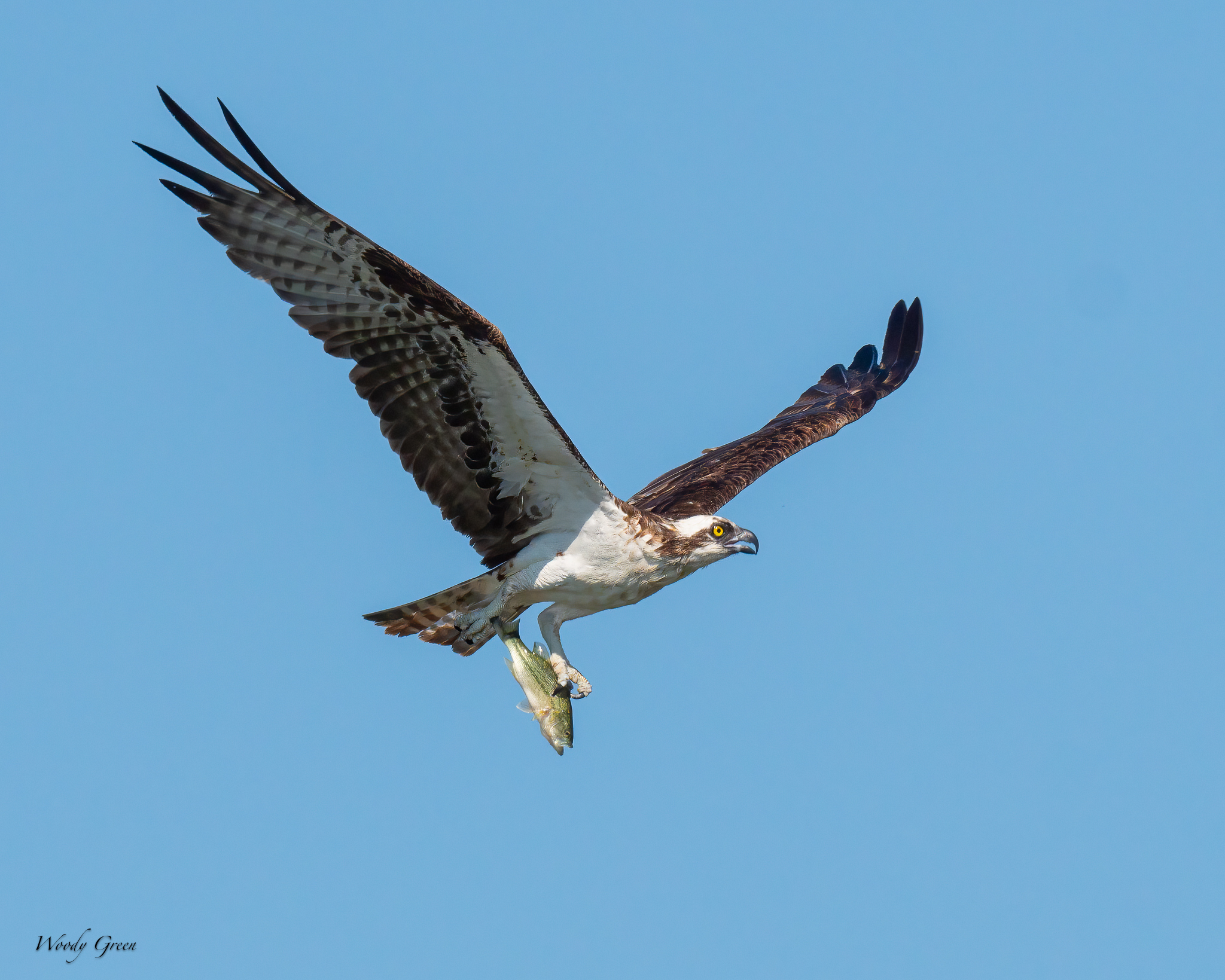 OspreyFish-39.jpg