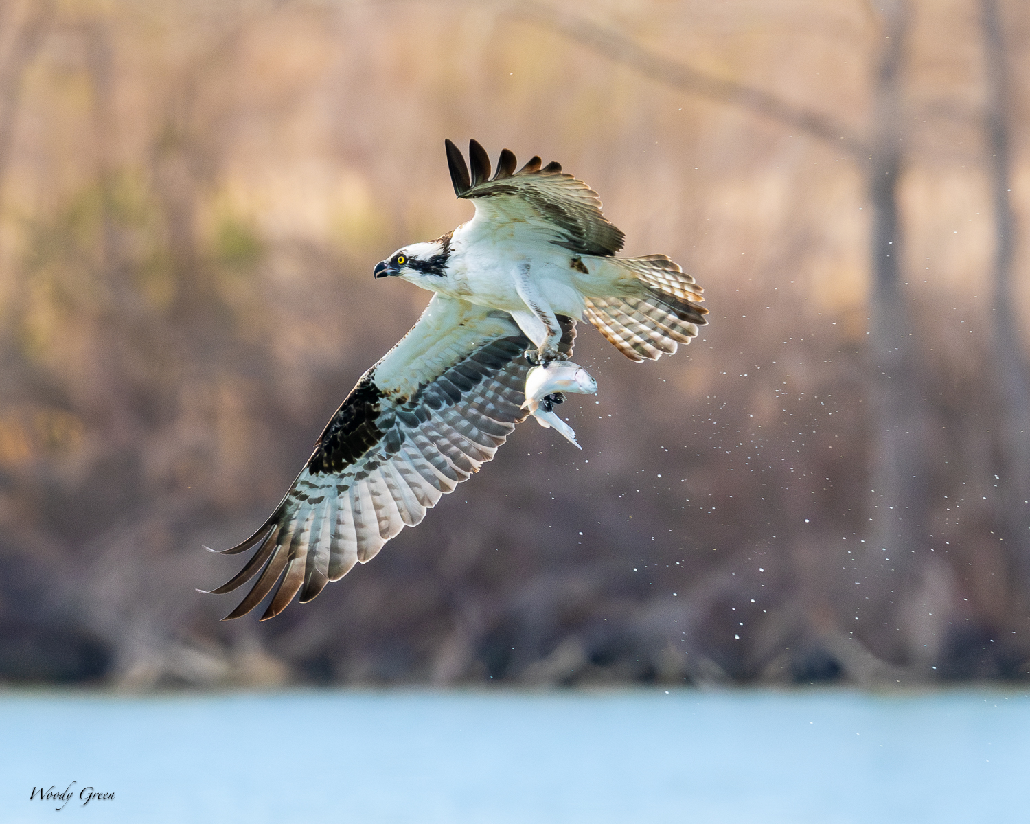 OspreyFish-567.jpg